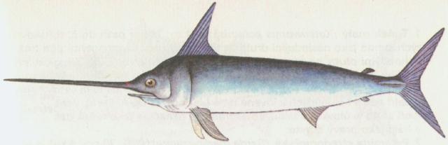Ryby - Ostnoploutv - Meoun obecn (Xiphias gladius)