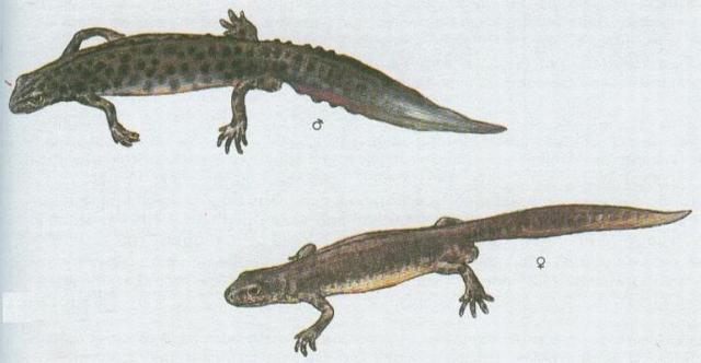 Obojivelnci - Ocasat - olek horsk (Triturus alpestris /Laur./)