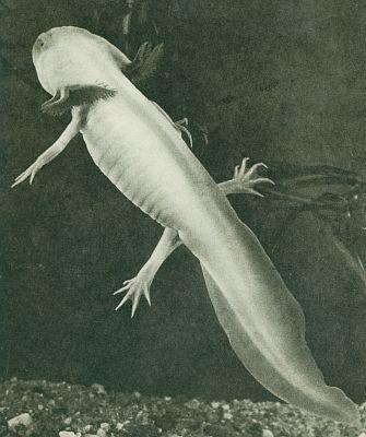 Obojivelnci - Ocasat - Axolotl (Ambystoma)