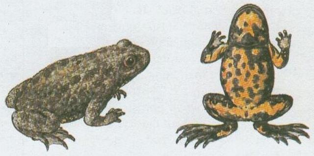 Oboj�iveln�ci - Bezocas� - Ku�ka �lutob�ich� (Bombina variegata /L./)