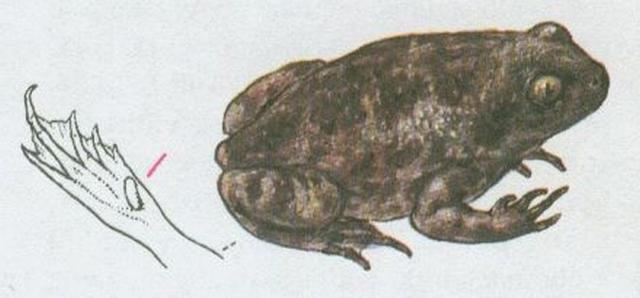 Obojivelnci - Bezocas - Blatnice skvrnit (Pelobates fuscus /Laur./)