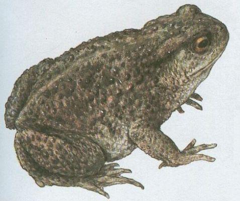 Obojivelnci - Bezocas - Ropucha obecn (Bufo bufo /L./)