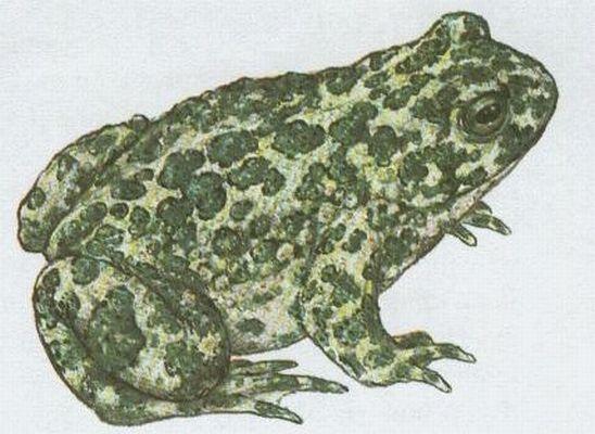 Oboj�iveln�ci - Bezocas� - Ropucha zelen� (Bufo viridis Laur.)