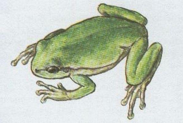 Obojivelnci - Bezocas - Rosnika zelen (Hyla arborea /L./)