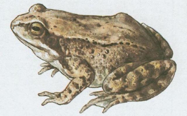 Obojivelnci - Bezocas - Skokan hnd (Rana temporaria L.)