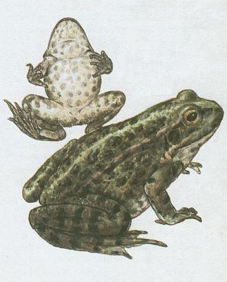 Obojivelnci - Bezocas - Skokan skehotav (Rana ridibunda Pall.)