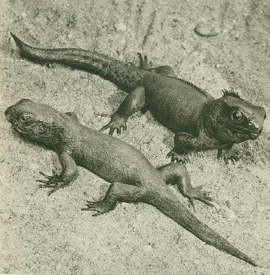 Plazi - Haterie - Haterie novoz�landsk� (Sphenodon punctatus)