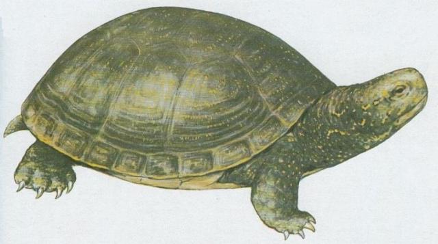 Plazi - elvy - elva bahenn (Emys orbicularis /L./)
