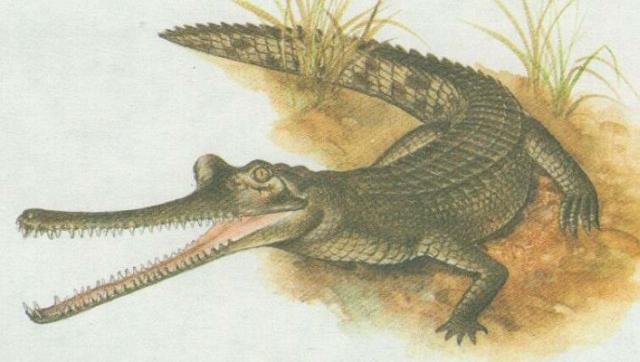 Plazi - Krokodlov - Gavil indick (Gavialus gangetucus)