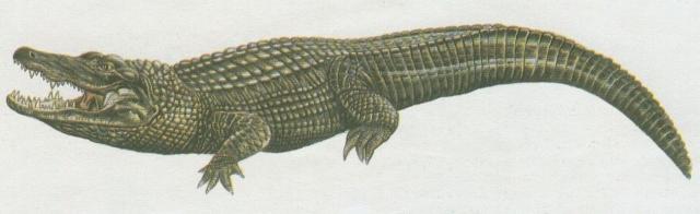 Plazi - Krokodlov - Aligtor severoamerick (Alligator mississipiensis)