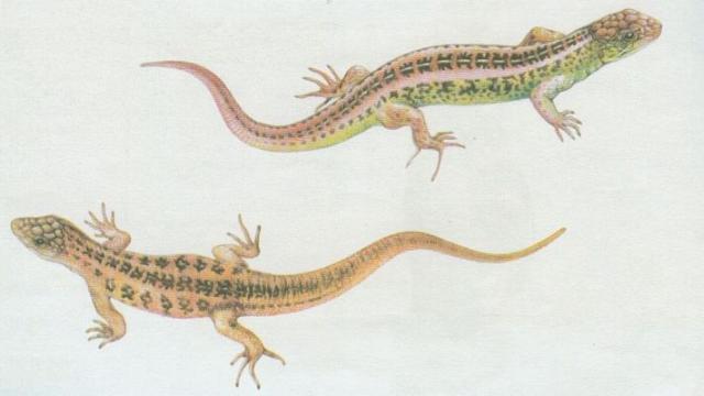 Plazi - upinat - Jetrka obecn (Lacerta agilis L.)