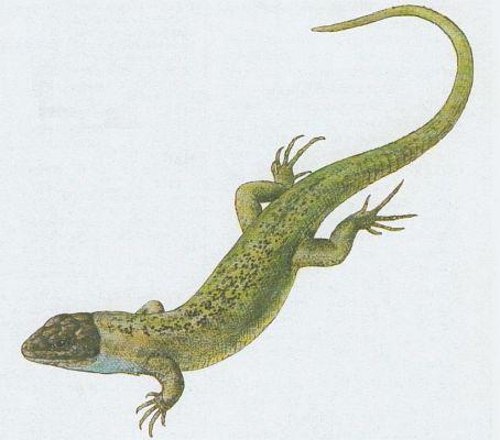 Plazi - upinat - Jetrka zelen (Lacerta viridis /Laur./)