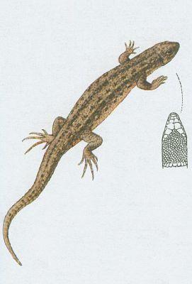 Plazi - �upinat� - Je�t�rka �ivorod� (Lacerta vivipara Jacq.)