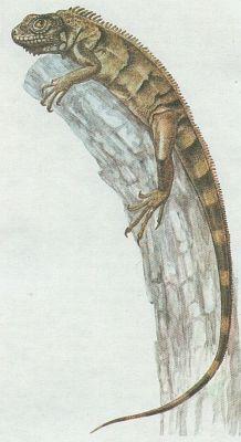 Plazi - upinat - Legun zelen (Iguana iguana)