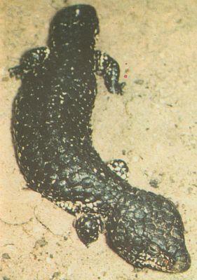 Plazi - upinat - Scink uat (Tiligua rugosa)