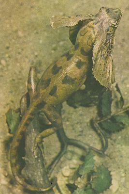 Plazi - upinat - Agama lmcov (Chlamydosaurus kingi)