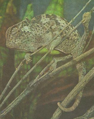 Plazi - upinat - Chamelen obecn (Chameleo sp.)