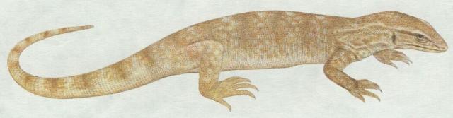 Plazi - upinat - Varan pustinn (Varanus griseus)