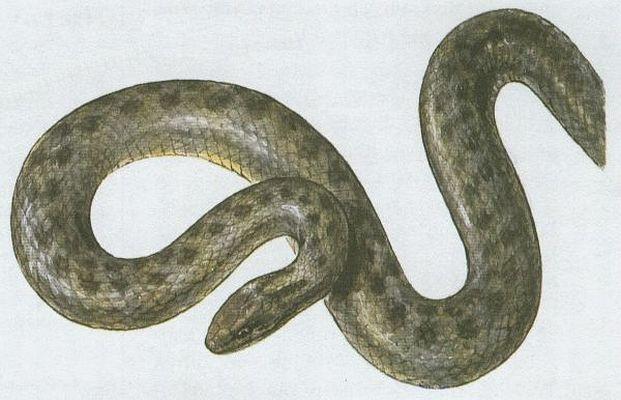 Plazi - upinat - Uovka hladk (Coronella austriaca Laur.)