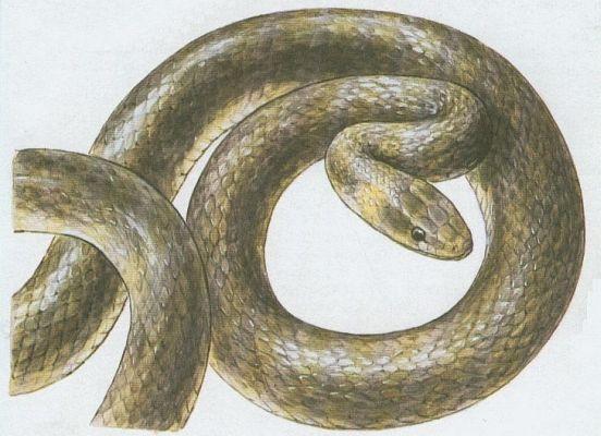 Plazi - upinat - Uovka podplamat (Natrix tessellata)