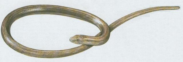 Plazi - upinat - Slep kehk (Anquis fragilis L.)