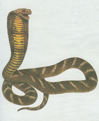 Plazi - upinat - Kobra krlovsk (Ophiophagus hannah)