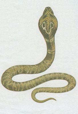 Plazi - �upinat� - Kobra indick� (Naja naja polyocellata)