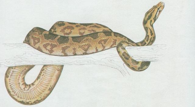 Plazi - �upinat� - Krajta tygrovan� (Python morulus)