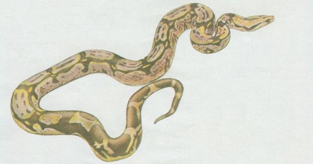 Plazi - upinat - Hrozn krlovsk (Boa constrictor)