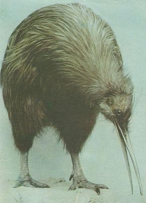 Ptci - Bci - Kivi jin (Apterix australis)