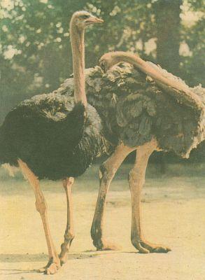 Ptci - Bci - Ptros dvouprst (Struthio camelus)