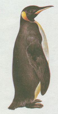 Pt�ci - Tu���ci - Tu���k patag�nsk� (Aptenodytes patachonica)