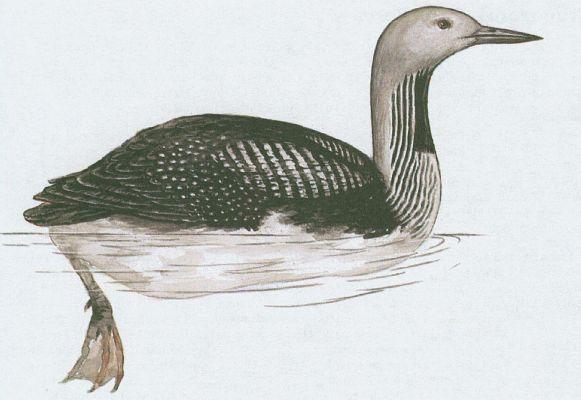 Pt�ci - Pot�plice - Pot�plice severn� (Gavia arctica /L./)