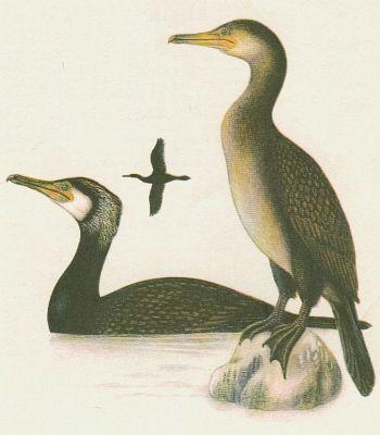 Ptci - Veslonoz - Kormorn velk (Phalacrocorax carbo /L.)