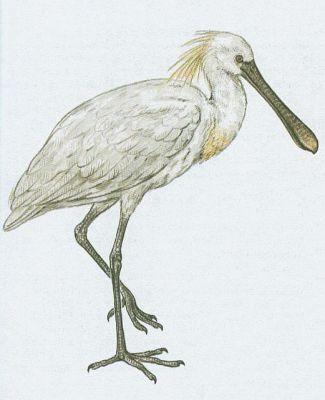 Ptci - Veslonoz - Pelikn bl (Pelecanus onocrotalus)