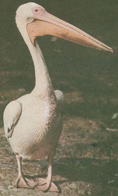 Pt�ci - Brodiv� - Kolp�k b�l� (Platalea leucorodia L.)