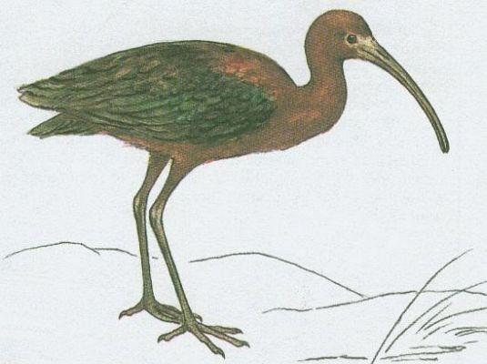 Ptci - Brodiv - Ibis hnd (Plegadis falcinellus /L./)