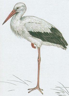 Ptci - Brodiv - p bl (Ciconia ciconia /L./)