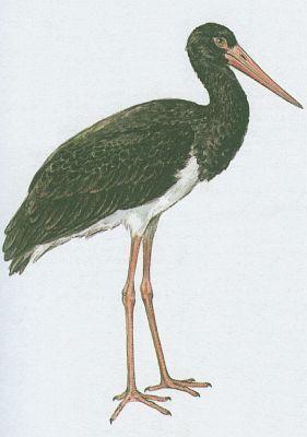 Ptci - Brodiv - p ern (Ciconia nigra /L./)