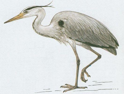 Ptci - Brodiv - Volavka popelav (Ardea cinerea L.)