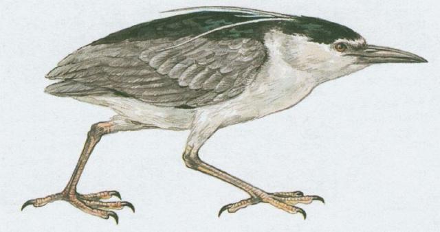 Ptci - Brodiv - Kvako non (Nycticorax nycticorax /L./)