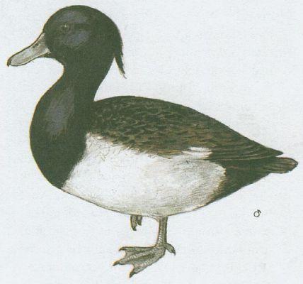 Ptci - Vrubozob - Polk chocholaka (Aythya fuligula /L./)