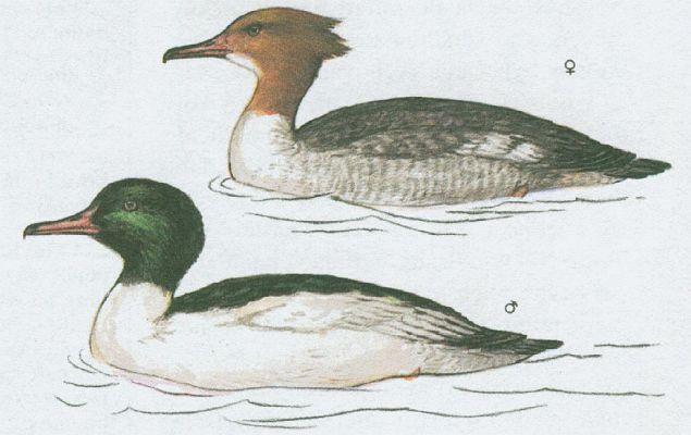 Ptci - Vrubozob - Mork velk (Mergus merganser L.)