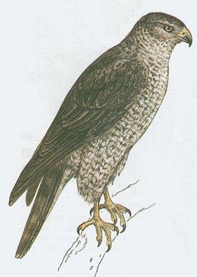 Pt�ci - Dravci - Jest��b lesn� (Accipiter gentilis /L./)