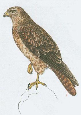 Ptci - Dravci - Kn lesn (Buteo buteo /L./)