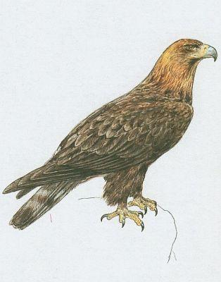 Ptci - Dravci - Orel skaln (Aquila chrysaetos /L./)
