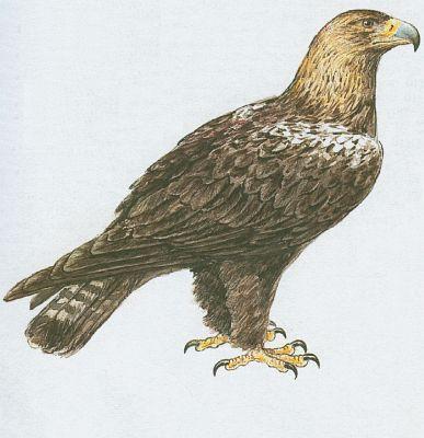 Ptci - Dravci - Orel krlovsk (Aquila heliaca Sav.)