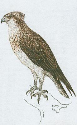 Ptci - Dravci - Orlovec n (Pandion haliaetus /L./)