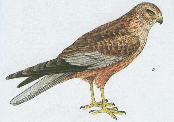 Pt�ci - Dravci - Mot�k pochop (Circus aeruginosus /L./)