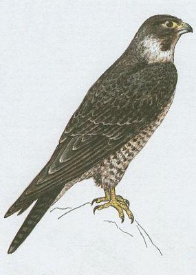 Ptci - Dravci - Sokol sthovav (Falco peregrinus L.)